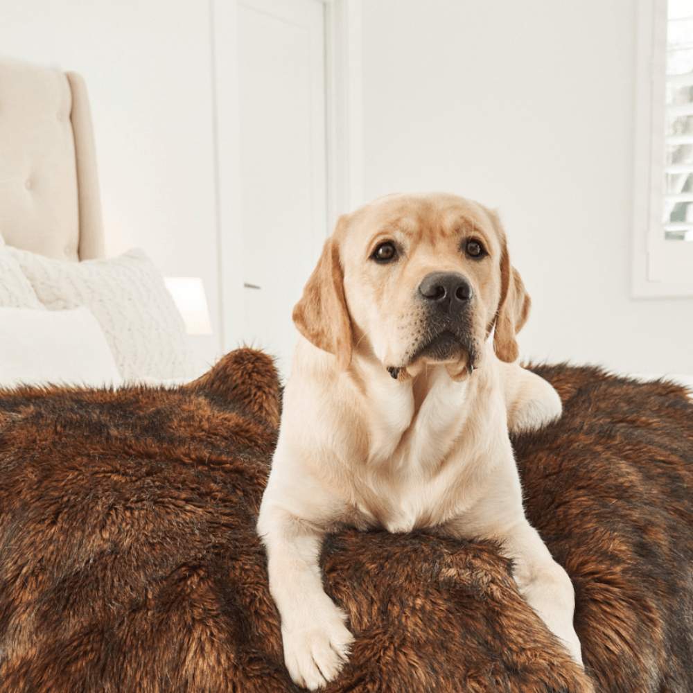 A Labrador Retriever is resting on a bed with a Paw PupProtector™ Waterproof Throw Blanket - Brown Dog With Blanket