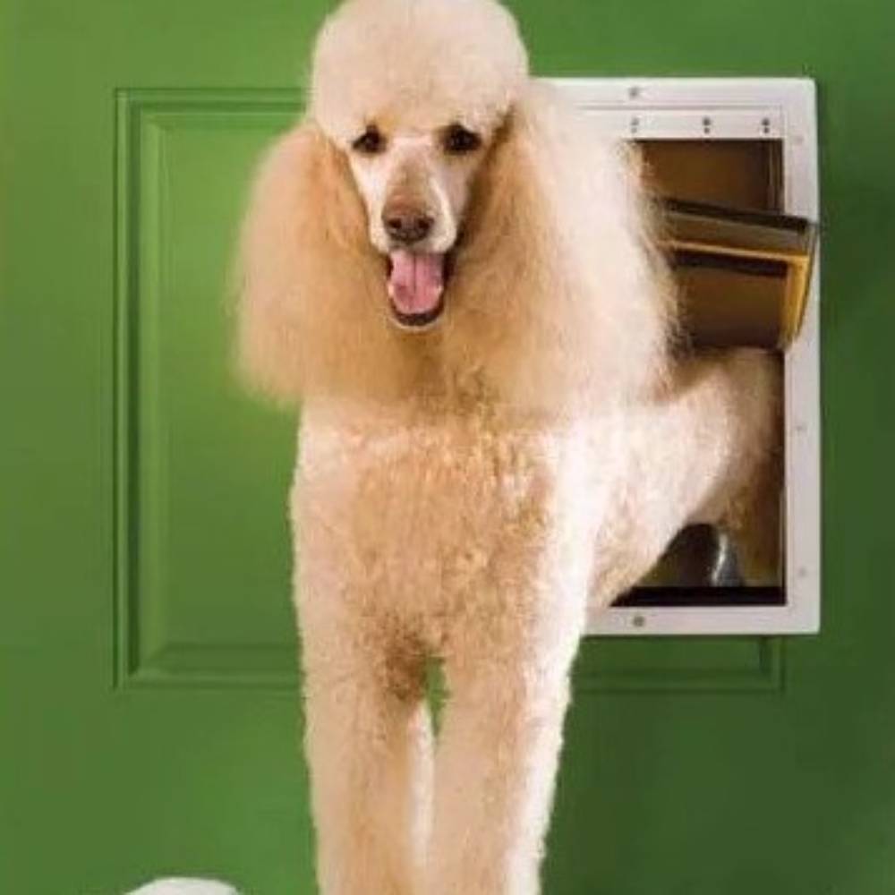 A Poodle steps through the PetSafe Extreme Weather Pet Door, highlighting its spacious access