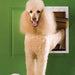 A Poodle steps through the PetSafe Extreme Weather Pet Door, highlighting its spacious access