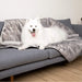 A Samoyed is lounging on a couch covered with the Paw PupProtector™ Waterproof Throw Blanket - Ultra Soft Chinchilla