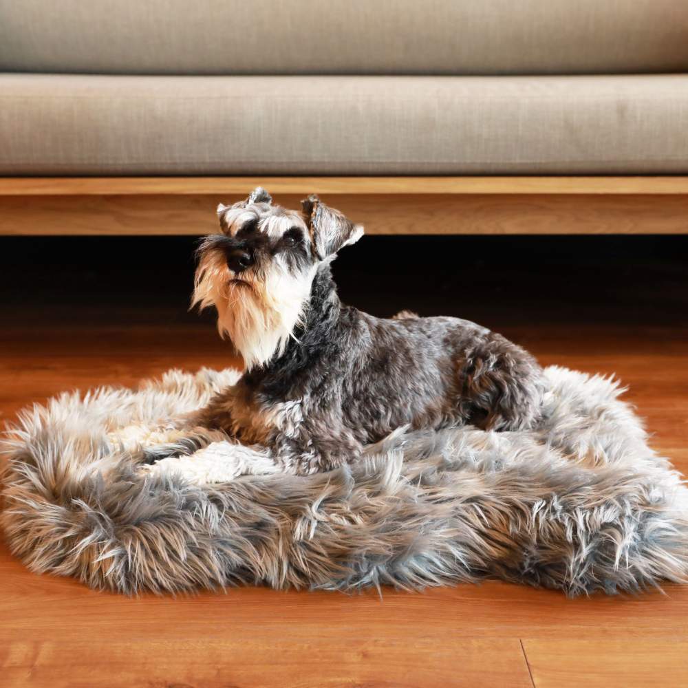 A Schnauzer is resting on the Curve Charcoal Grey Paw PupRug Faux Fur Orthopedic Dog Bed placed on a wooden floor in front of a couch