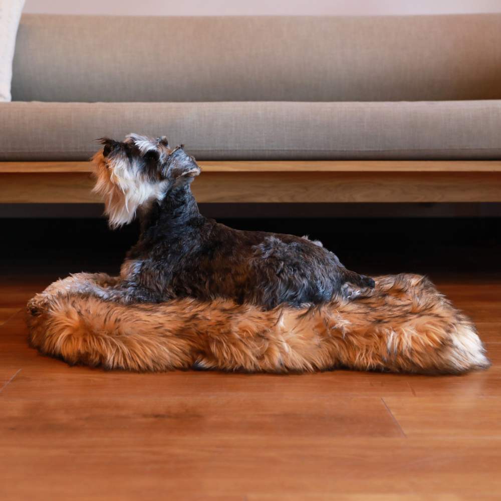 A Schnauzer lying on a Curve Sable Tan Paw PupRug Faux Fur Orthopedic Dog Bed in front of a sofa