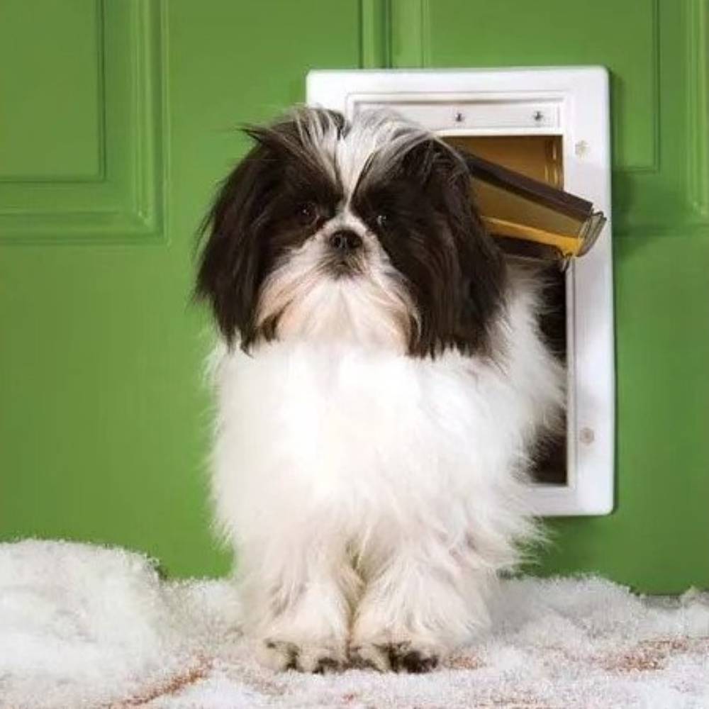A Shih Tzu stands in front of the PetSafe Extreme Weather Pet Door in a green door, showing how smaller breeds can use it