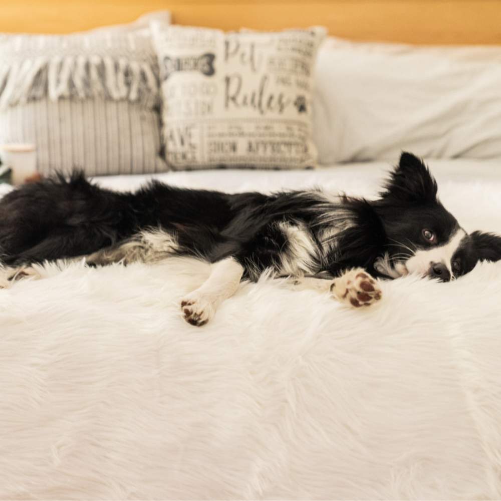 A black and white dog is lying on a bed covered with the Paw PupProtector™ Waterproof Throw Blanket - Polar White Fur Dog Blanket