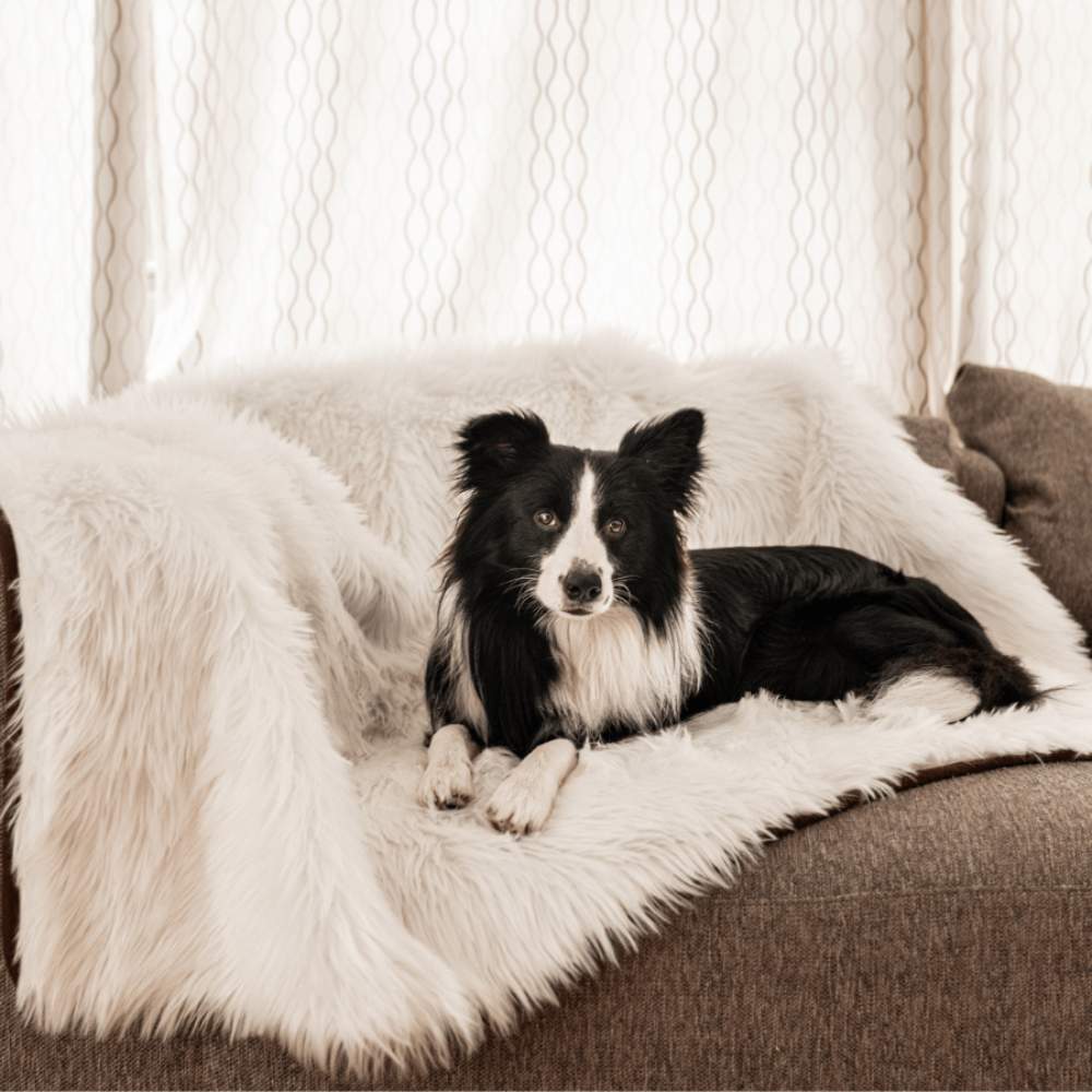 A black and white dog is lying on a sofa covered with the Paw PupProtector™ Waterproof Throw Blanket - Polar White Dog Baby Blanket