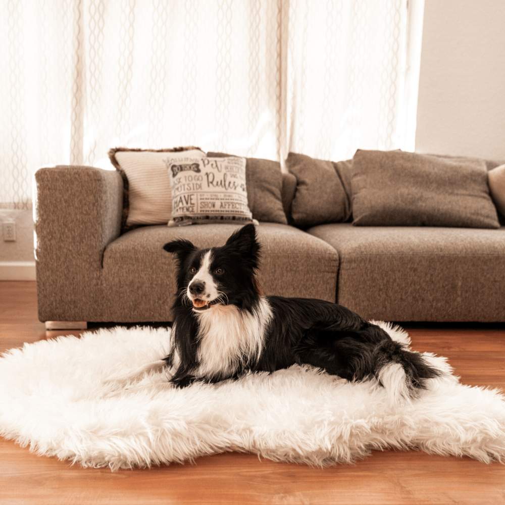 A black and white dog is lying on the Curve Polar White Paw PupRug Faux Fur Orthopedic Dog Bed in a cozy living room