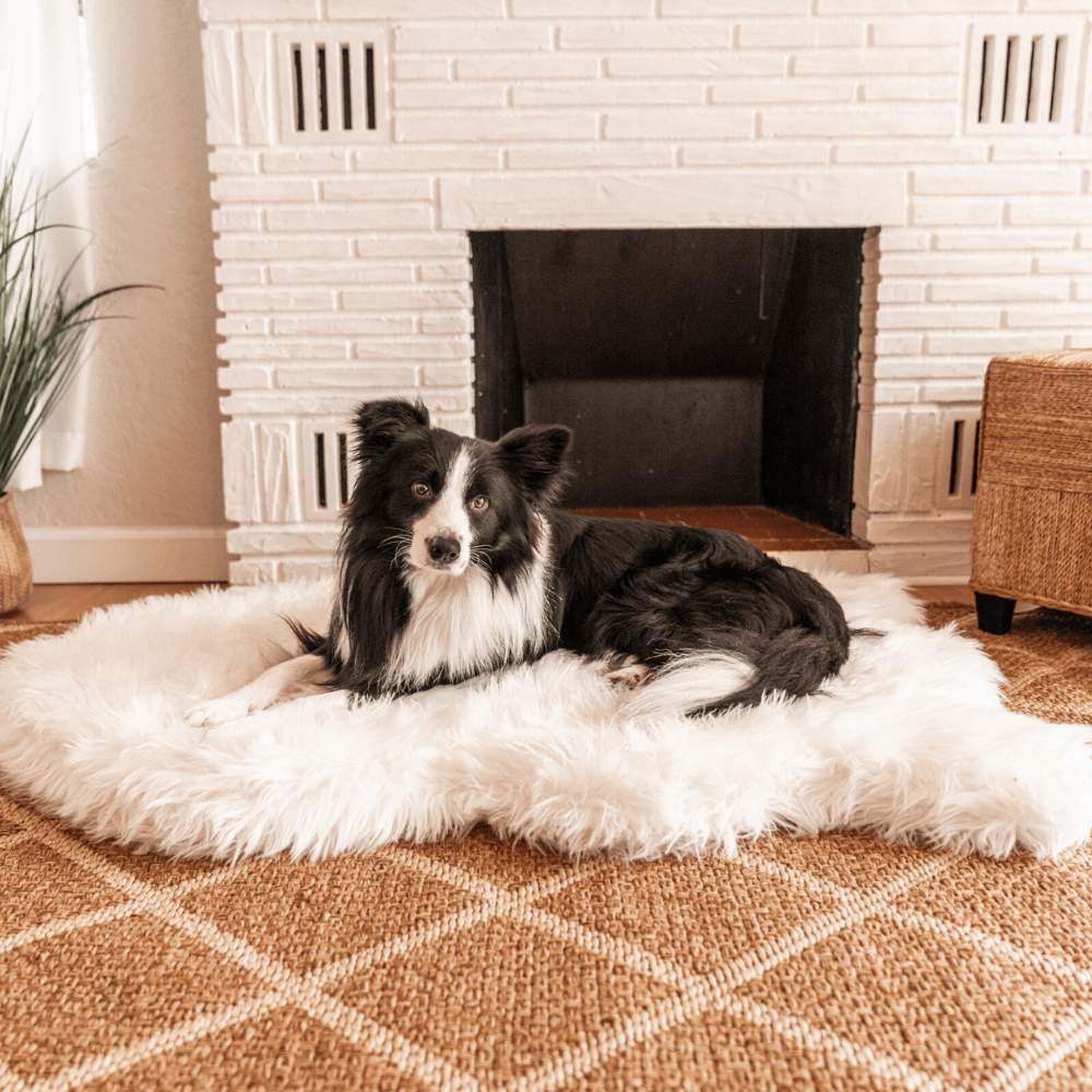 A black and white dog is lying on the Curve Polar White Paw PupRug Faux Fur Orthopedic Dog Bed in front of a white brick fireplace