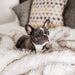 A black and white dog is nestled in a cozy bed covered with the Paw PupProtector™ Waterproof Throw Blanket - White with Brown Accents