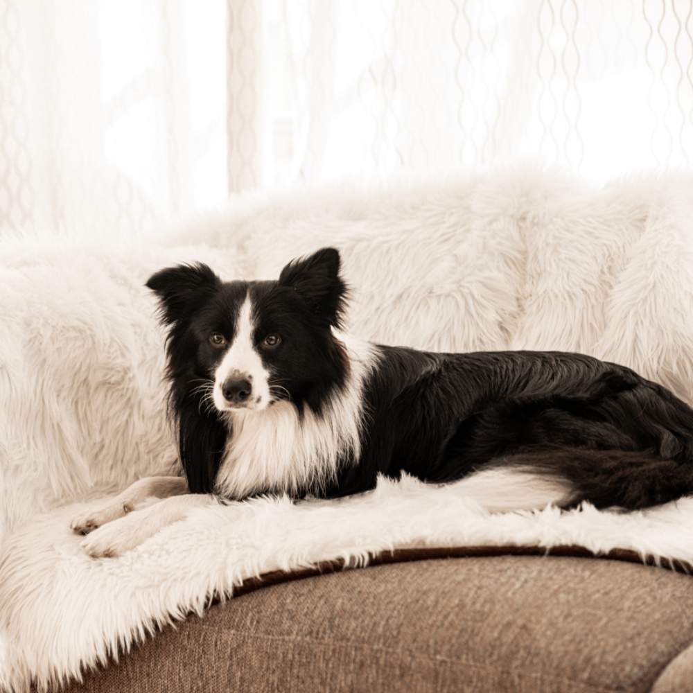 A black and white dog is relaxing on a couch adorned with the Paw PupProtector™ Waterproof Throw Blanket - Polar White Dog Waterproof Blanket