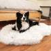 A black and white dog is resting on the Curve Polar White Paw PupRug Faux Fur Orthopedic Dog Bed in a bedroom setting