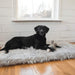 A black dog resting on a Rectangle Light Grey Paw PupRug Faux Fur Orthopedic Dog Bed by a window