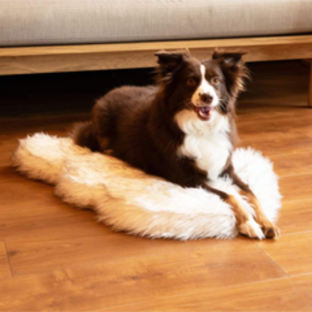 A border collie resting on a Curve White with Brown Accents Paw PupRug Faux Fur Orthopedic Dog Bed on a wooden floor