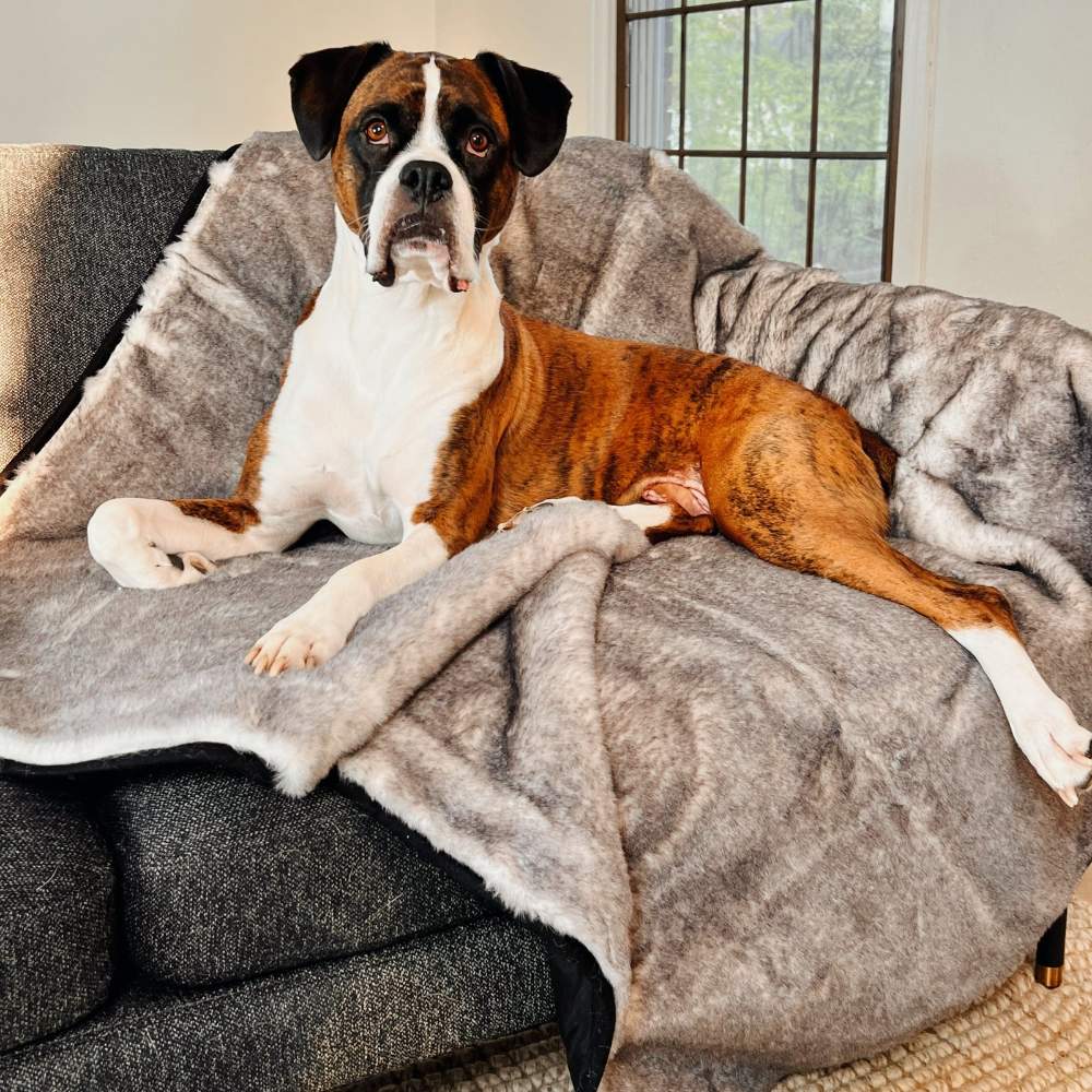 A boxer is comfortably lying on a couch covered with the Paw PupProtector™ Waterproof Throw Blanket - Ultra Soft Chinchilla