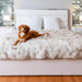 A brown and white dog is lounging on a bed featuring the Paw PupProtector™ Waterproof Throw Blanket - White with Brown Accents Dog Blanket