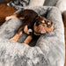 A brown bulldog is comfortably sleeping on the Paw PupProtector™ Waterproof Couch Lounger - Charcoal Grey