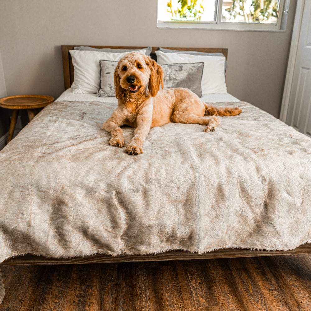 A brown dog is comfortably lounging on a bed covered with the Paw PupProtector™ Short Fur Waterproof Throw Blanket - White with Brown Accents