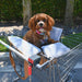 A brown dog sitting in a shopping cart with the Paw PupTote™ 3-in-1 Faux Leather Dog Carrier Bag - Camel providing comfort and support