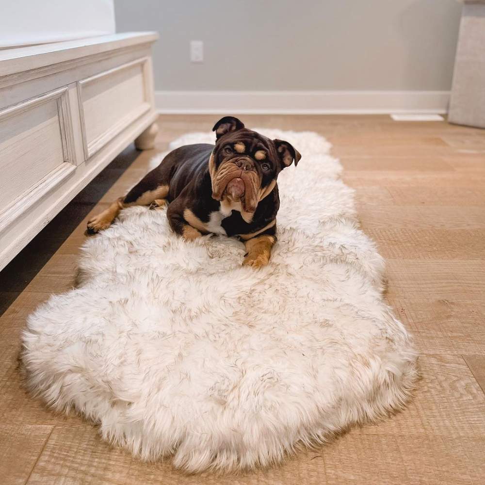 A bulldog resting on a Paw PupRug™ Runner Faux Fur Memory Foam Dog Bed Curve White with Brown Accents beside a white bed in a modern bedroom