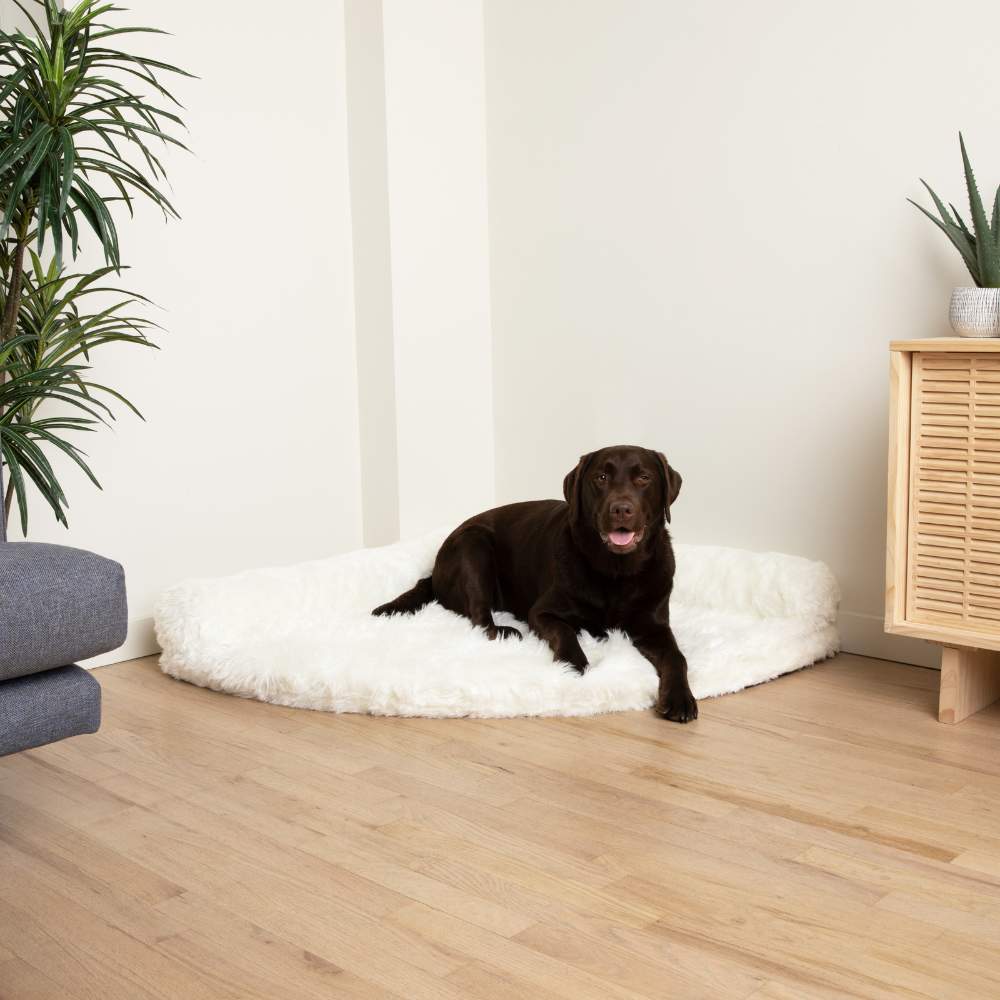 A chocolate Labrador is comfortably resting on the Polar White Paw PupRug™ Memory Foam Corner Dog Bed in a corner of the room