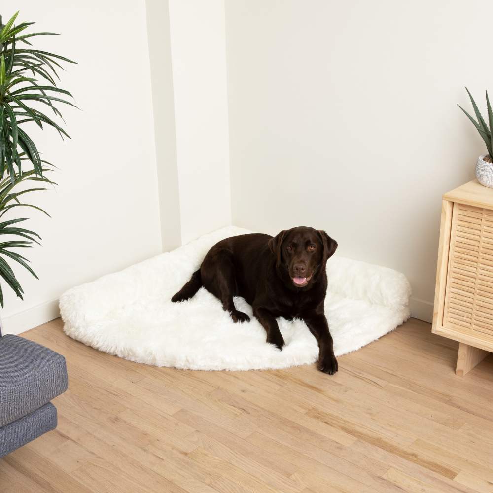 A chocolate Labrador is lying on the Polar White Paw PupRug™ Memory Foam Corner Dog Bed, positioned next to a wooden cabinet and a green plant