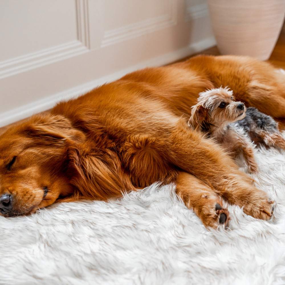 A close-up of a golden retriever and a small dog resting on a Rectangle White with Brown Accents Paw PupRug Faux Fur Orthopedic Dog Bed
