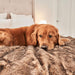 A close-up of a golden retriever lying on the Paw PupProtector™ Short Fur Waterproof Throw Blanket - Sable Tan shows its soft and luxurious texture