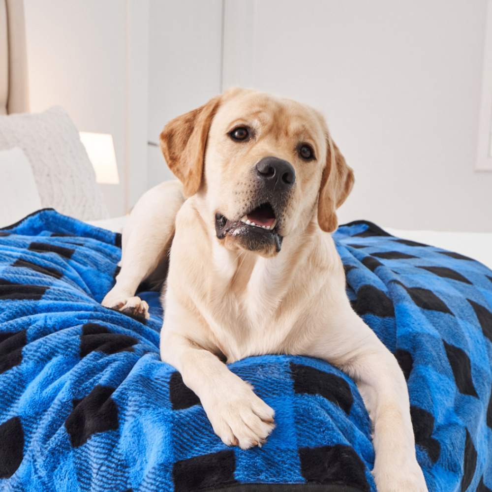 A close-up of a labrador resting on a Paw PupProtector™ Short Fur Waterproof Throw Blanket - Blue Plaid, highlighting the blanket's soft texture