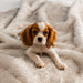 A close-up of a puppy lying on the Paw PupProtector™ Short Fur Waterproof Throw Blanket - White with Brown Accents