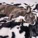 A close-up of a small dog sleeping on the Paw PupProtector™ Waterproof Throw Blanket - Black Faux CowhideDog In A Blanket