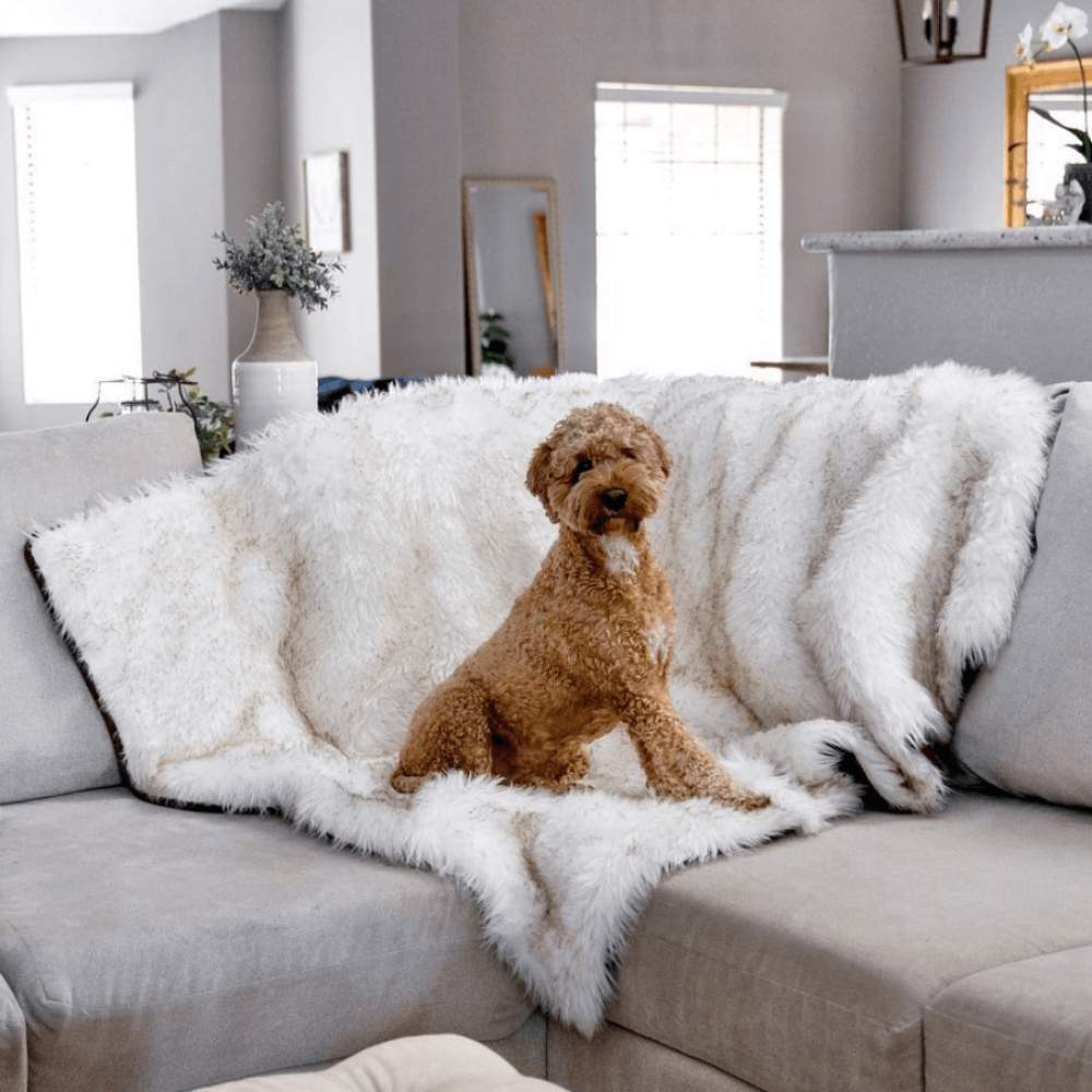 A curly-haired dog is sitting on a couch covered with the Paw PupProtector™ Waterproof Throw Blanket - White with Brown Accents Pet Blanket