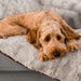 A dog is comfortably resting on a grey blanket, which is the Paw PupProtector™ Short Fur Waterproof Throw Blanket - Grey, demonstrating its use for pets