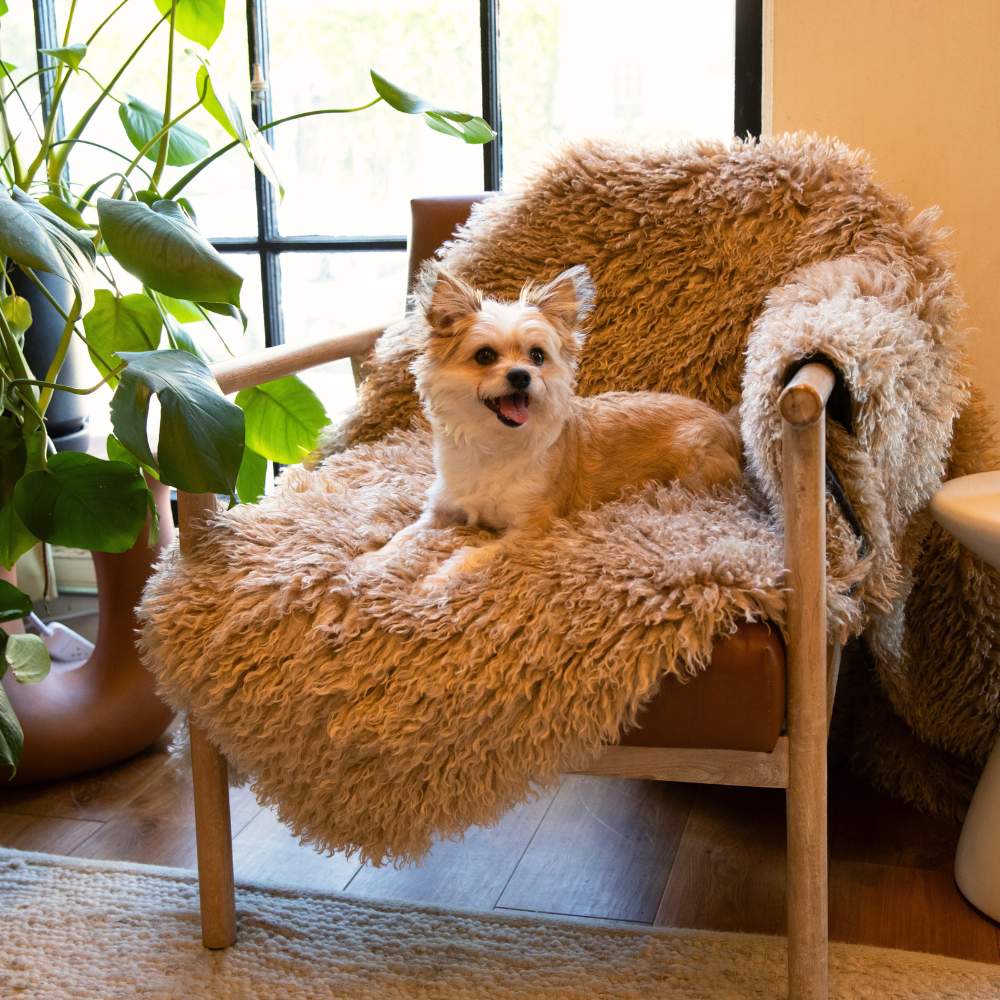 A dog is lounging on a chair with the Paw PupProtector™ Waterproof Throw Blanket - Plush Sheep