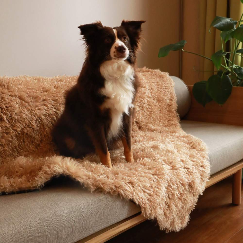 A dog is sitting on a couch covered with the Paw PupProtector™ Waterproof Throw Blanket - Plush Sheep