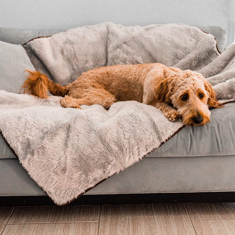 A dog laying on a couch covered with the Paw PupProtector™ Short Fur Waterproof Throw Blanket - Grey Pup Blankets