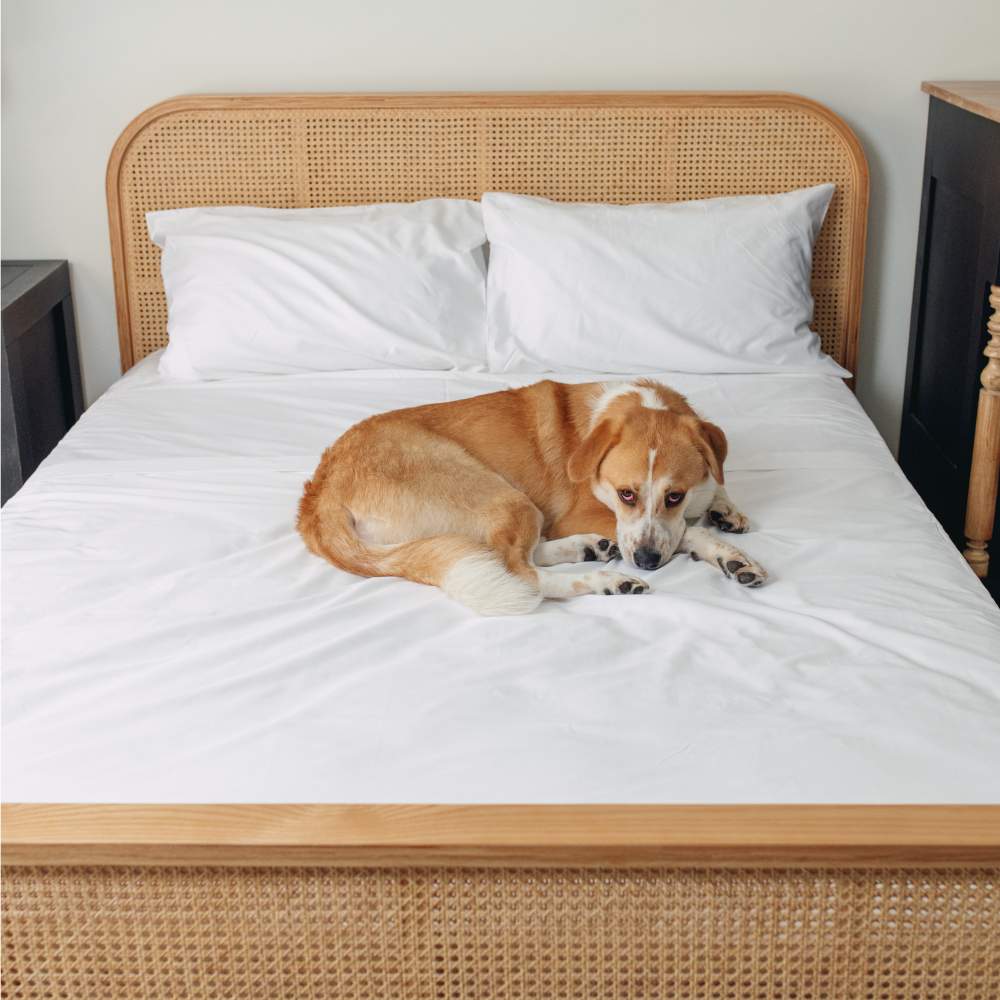 A dog lies on a white bed with a rattan headboard, demonstrating the Paw PupSheets™ Hair Resistant, Antimicrobial, & Cooling Bed Sheet Set - White