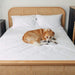A dog lies on a white bed with a rattan headboard, demonstrating the Paw PupSheets™ Hair Resistant, Antimicrobial, & Cooling Bed Sheet Set - White