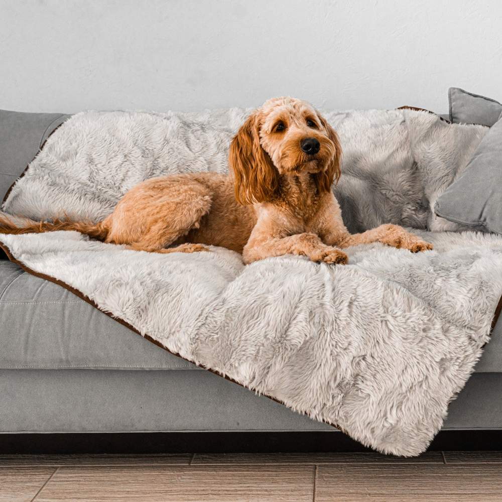A dog lounging on a grey blanket on a couch, highlighting the comfort and style of the Paw PupProtector™ Short Fur Waterproof Throw Blanket - Grey Dog Blanket For Couch