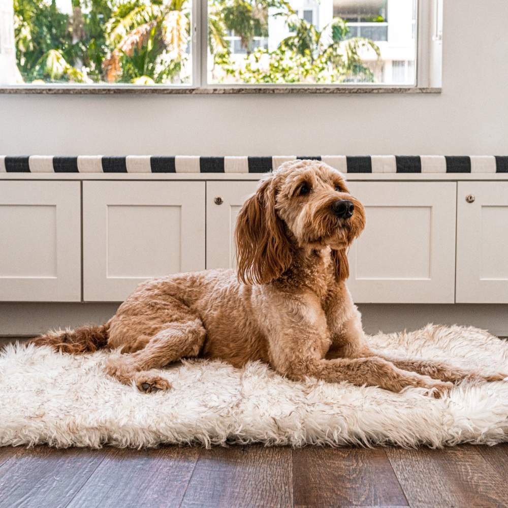 A dog lying comfortably on the White with Brown Accents Paw PupRug™ Portable Orthopedic Dog Bed indoors, with a window in the background