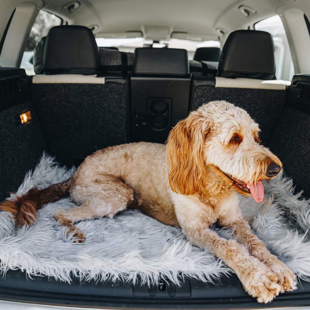 A dog lying in the back of a car on the Grey Paw PupRug™ Portable Orthopedic Dog Bed, looking content