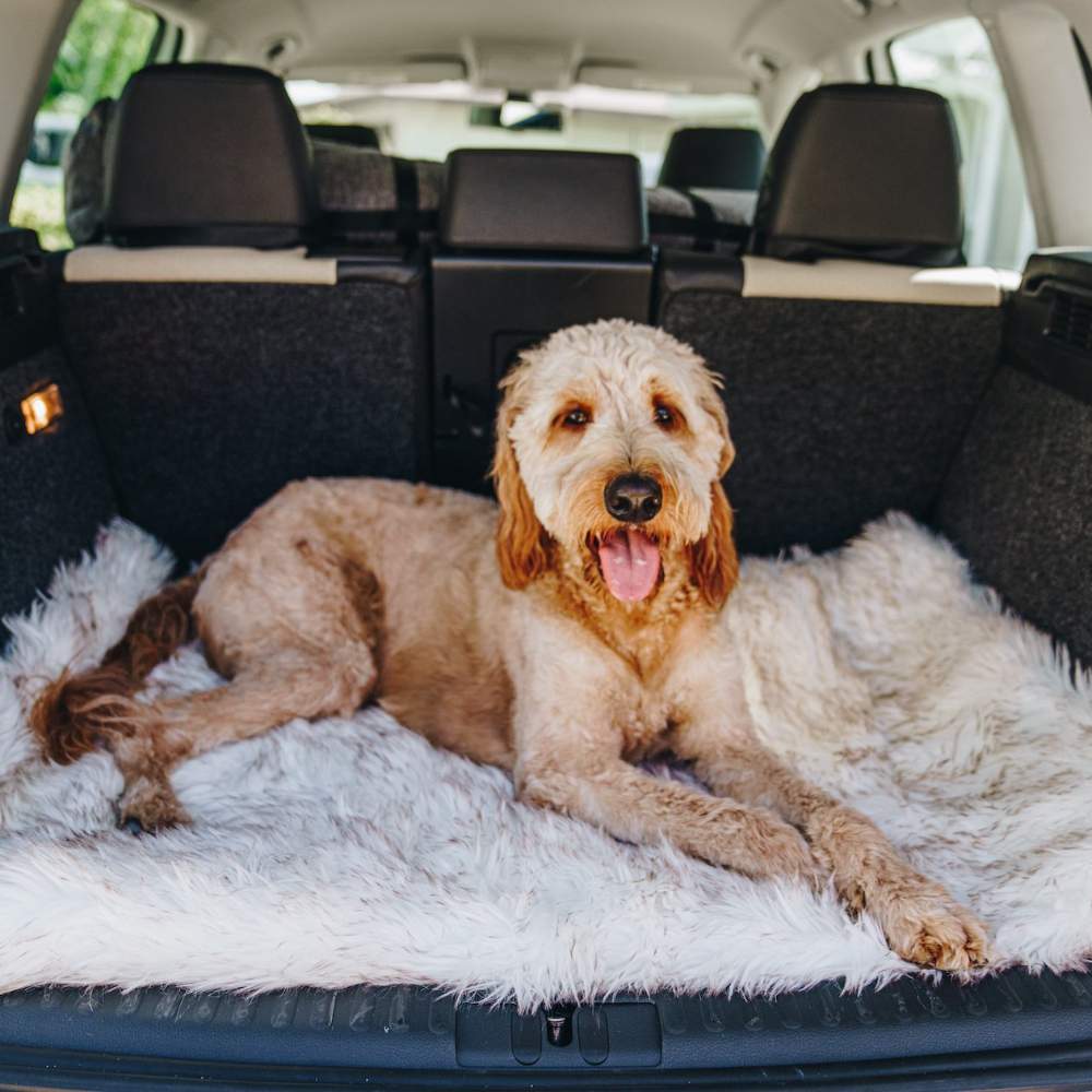 A dog lying in the back of a car on the White with Brown Accents Paw PupRug™ Portable Orthopedic Dog Bed