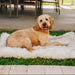 A dog lying on the White with Brown Accents Paw PupRug™ Portable Orthopedic Dog Bed outdoors on the grass