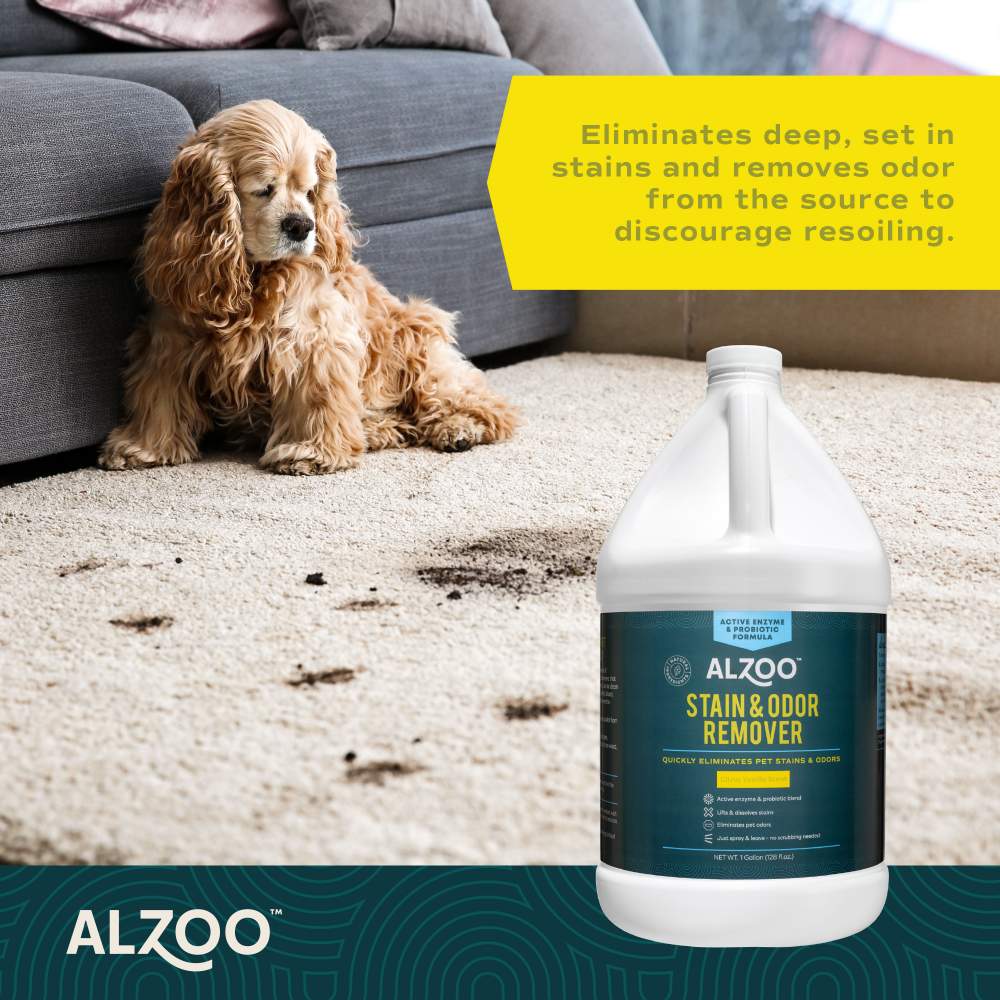 A dog near a soiled carpet, with the ALZOO Enzyme-Based Stain & Odor Remover - Citrus Vanilla prominently displayed