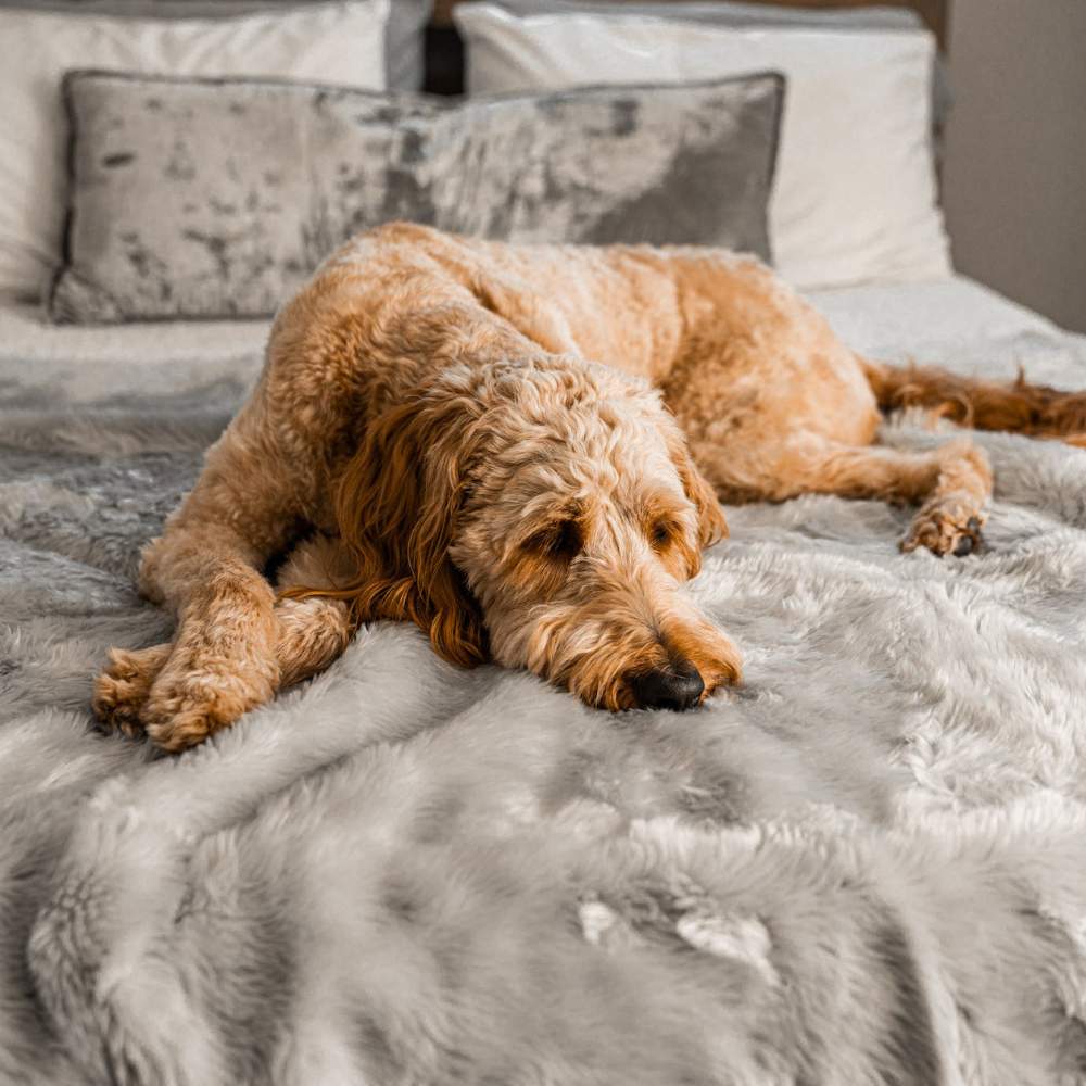 A dog resting on a bed that is covered with the Paw PupProtector™ Short Fur Waterproof Throw Blanket - Grey
