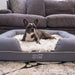A dog resting on the Paw PupLounge™ Memory Foam Bolster Dog Bed & Topper in a living room, blending seamlessly with the home decor
