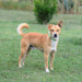 A dog standing in a grassy field wearing the ALZOO Plant-Based Hemp Premium Collar for Dogs, looking alert and content