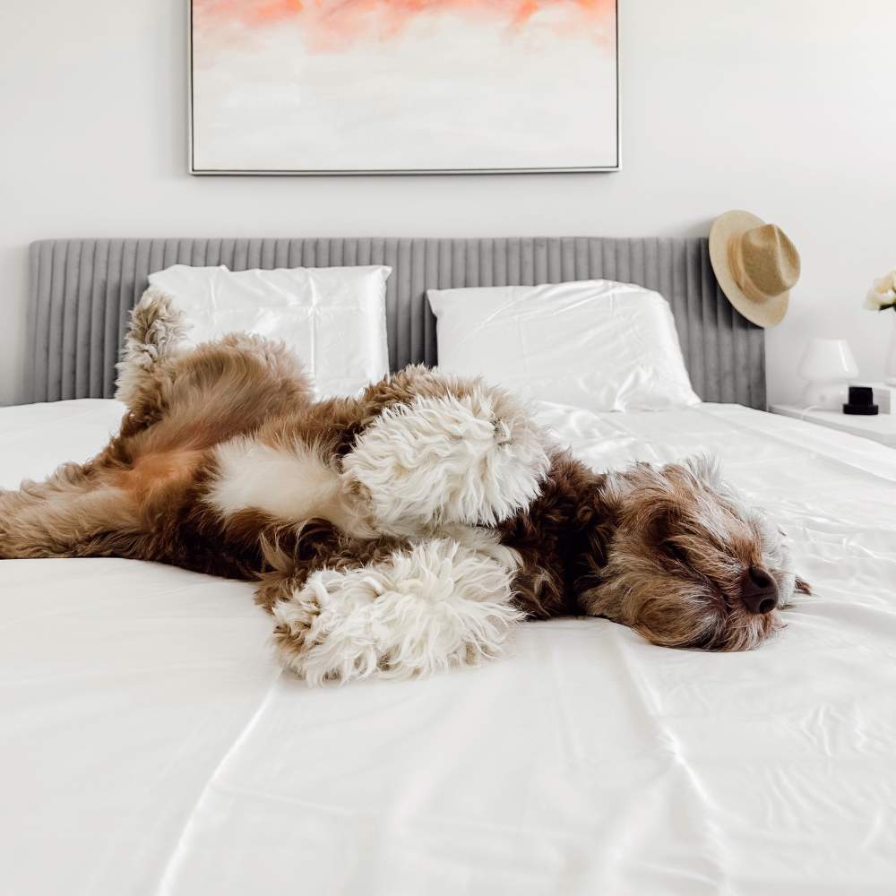 A fluffy dog sprawled on a white bed, emphasizing the Paw PupSheets™ Hair Resistant, Antimicrobial, & Cooling Bed Sheet Set - White