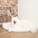 A fluffy white dog is sitting on the Polar White Paw PupRug™ Memory Foam Corner Dog Bed next to a rustic brick wall