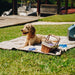 A golden dog is enjoying a sunny day outside on the Paw PupProtector™ Short Fur Waterproof Throw Blanket - White with Brown Accents, with a picnic basket nearby