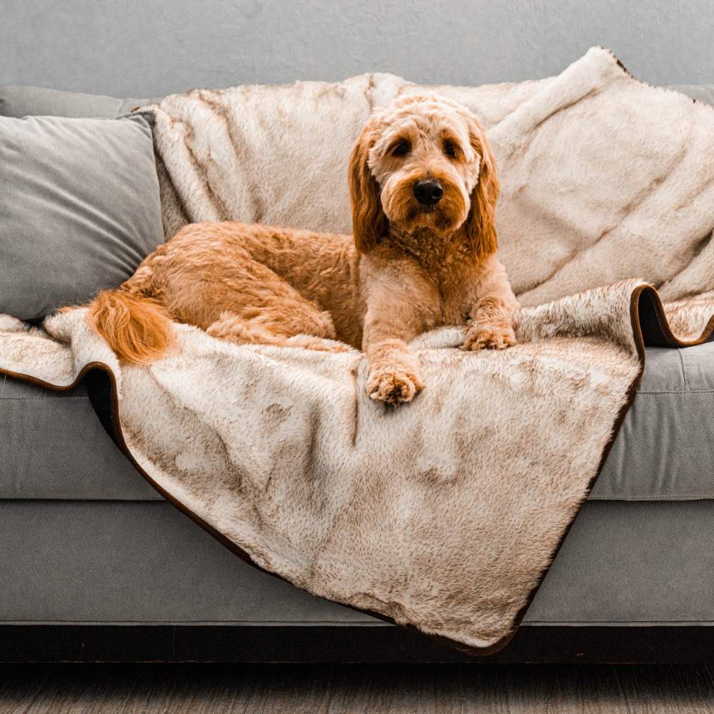 A golden dog is lounging on a couch covered with the Paw PupProtector™ Short Fur Waterproof Throw Blanket - White with Brown Accents