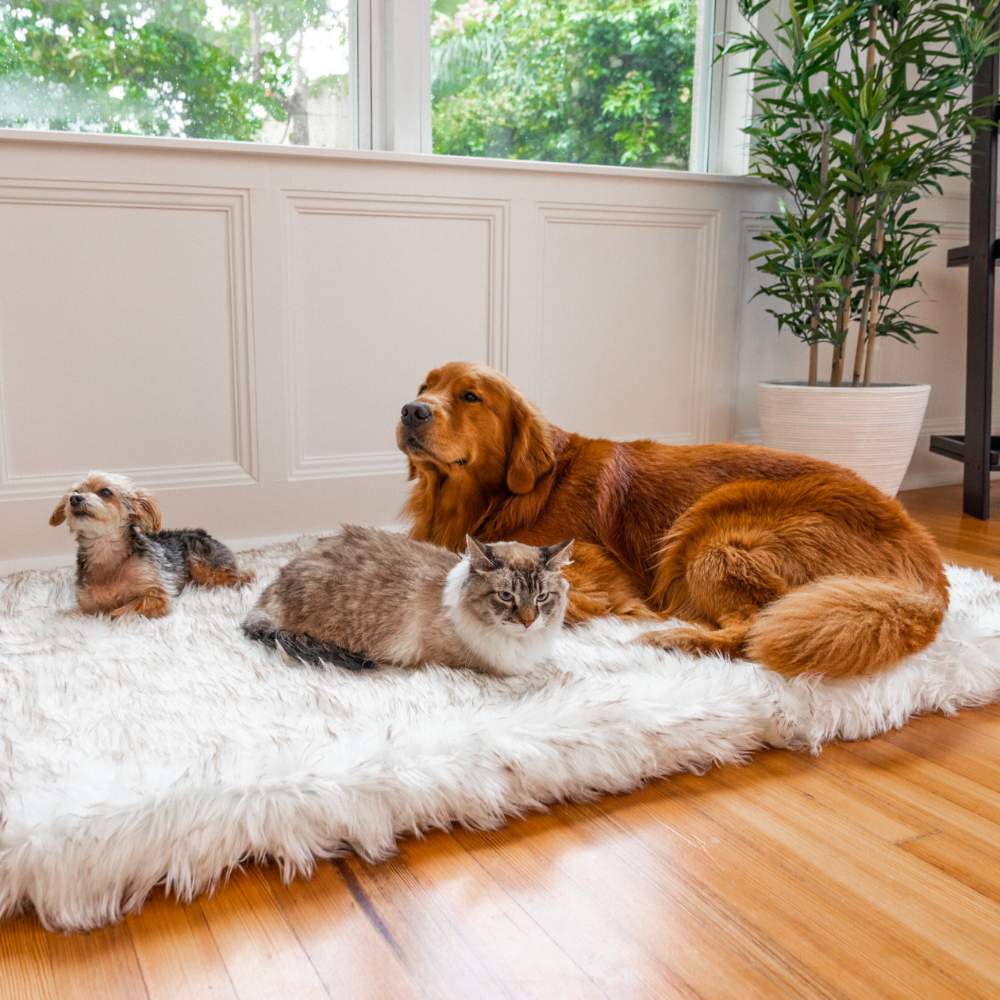 A golden retriever, a small dog, and a cat resting together on a Rectangle White with Brown Accents Paw PupRug Faux Fur Orthopedic Dog Bed